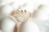 В Тюменской области повысилось производство яиц и мяса птицы