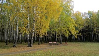 В Гагаринском парке вырубят 25 деревьев