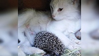 Кошка на Ставрополье вскармливает молоком осиротевших ежат