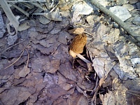 В лесах под Тюменью появились первые весенние грибы