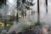 В Тюменской области действует один лесной пожар