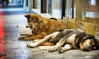 Отловленных собак в Тюмени чипируют