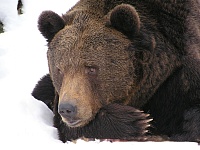 В селе на Ямале на лыжную трассу вышел медведь