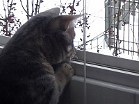 Тюменец выкинул из окна кота и записал процесс на видео