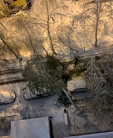 Из-за майского снегопада в Тюмени падают деревья
